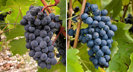 Shiraz vs Cabernet Sauvignon